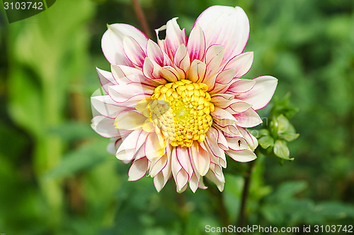 Image of beutiful dahlia