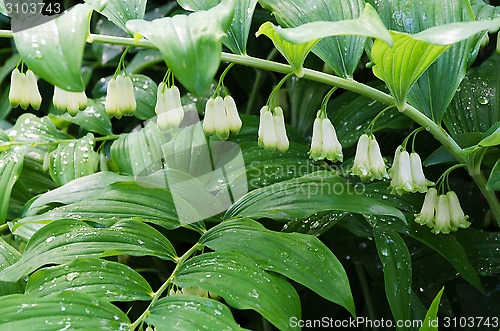 Image of Polygonatum Commutatum