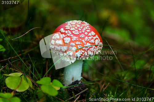 Image of Toadstool