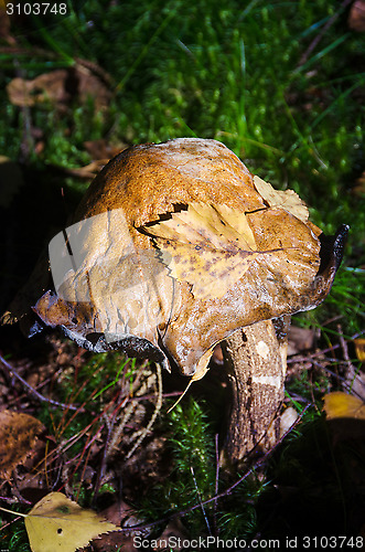 Image of Forest fungus