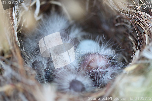 Image of Baby Birds