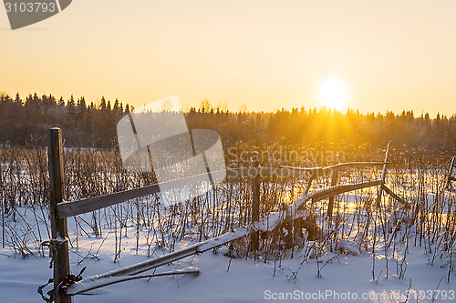 Image of Sunset in frosty winter in forest