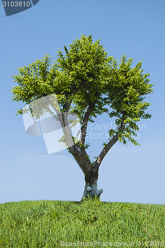 Image of Tree