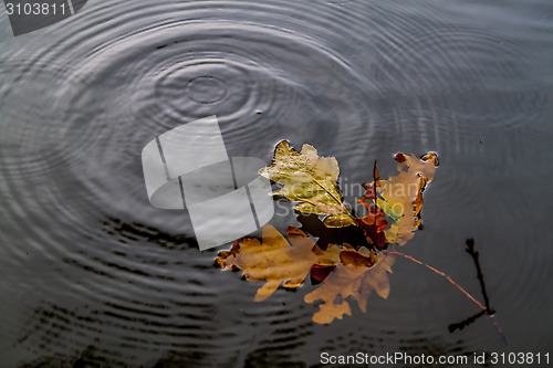 Image of Autumn rain