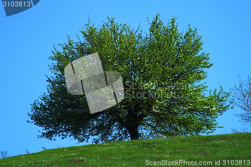 Image of Blossoming tree