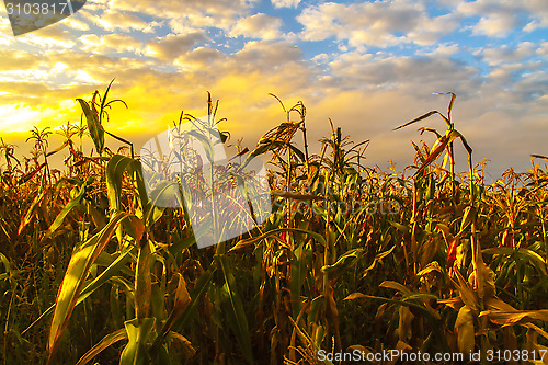 Image of Corn thickets at sunset