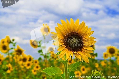 Image of Young sunflower