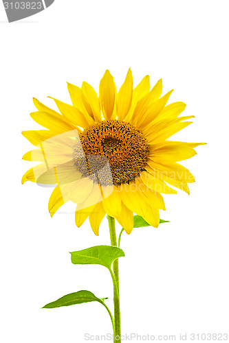 Image of Young sunflower