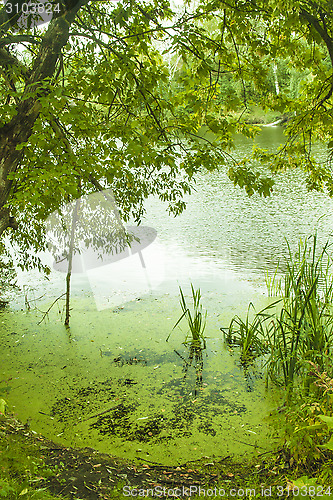 Image of What all green...