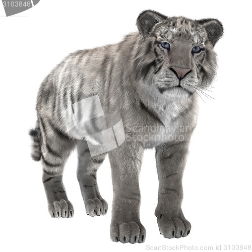 Image of White Tiger