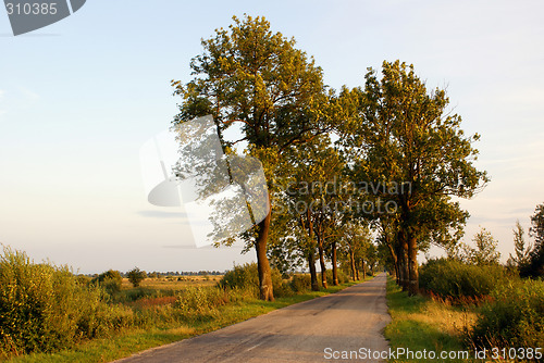 Image of Trees on the road