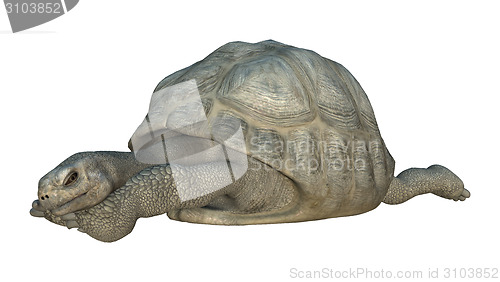 Image of Galapagos Tortoise