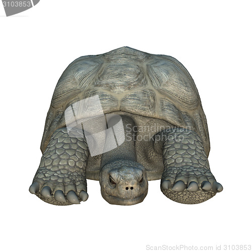 Image of Galapagos Tortoise