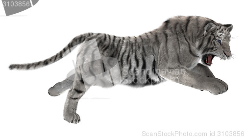 Image of White Tiger