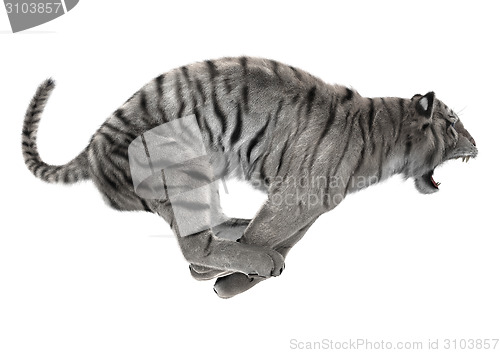 Image of White Tiger