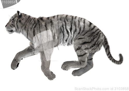 Image of White Tiger