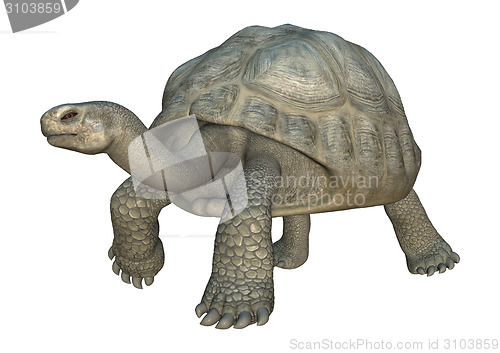 Image of Galapagos Tortoise