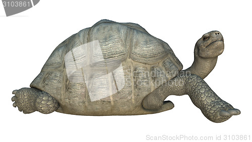 Image of Galapagos Tortoise