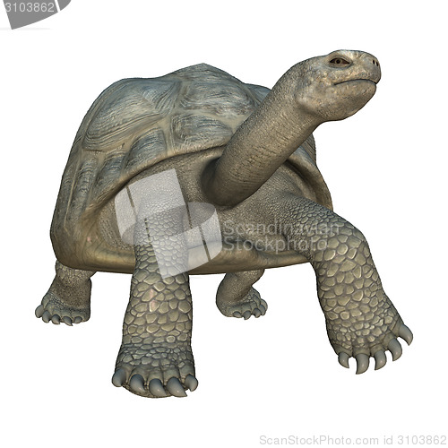 Image of Galapagos Tortoise