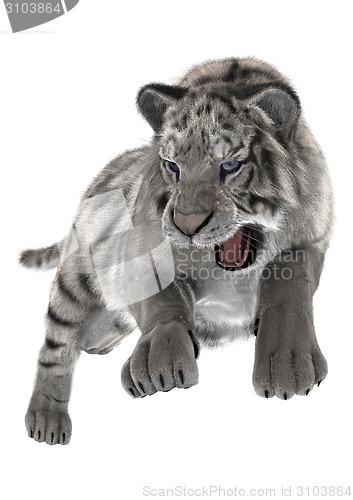 Image of White Tiger