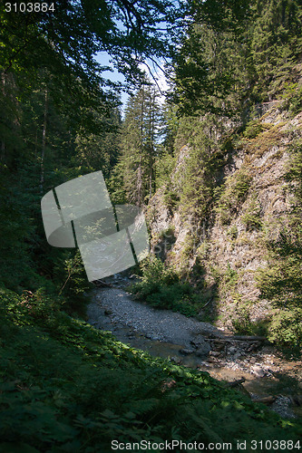 Image of Forest in French alps