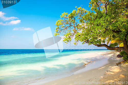 Image of Maldives beach