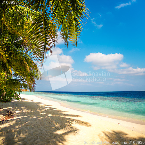 Image of Maldives beach