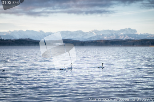 Image of three swans
