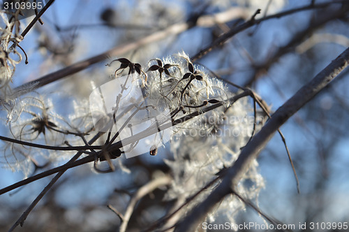 Image of Cotinus coggygria