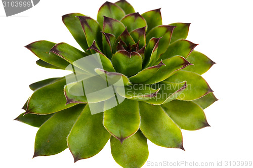 Image of Crassulaceae