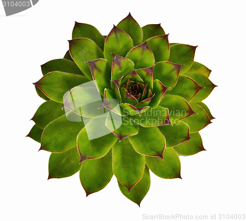 Image of Crassulaceae