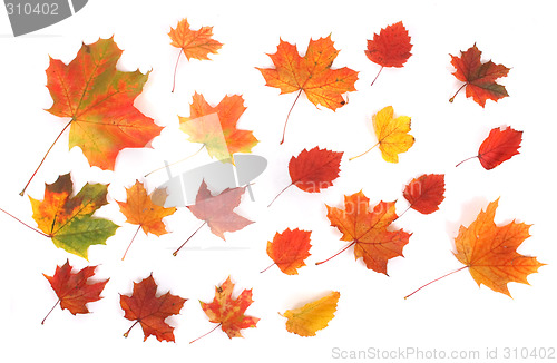 Image of autumn background