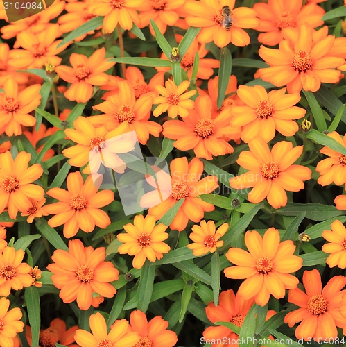 Image of Orange Flowers