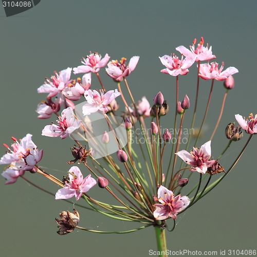 Image of Butomus flower