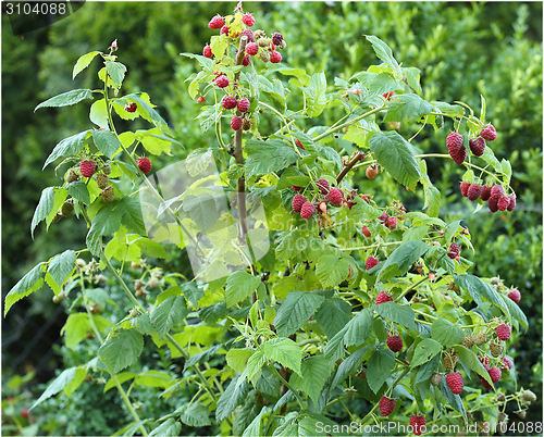 Image of Raspberries