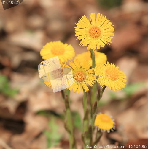 Image of Coltsfoot