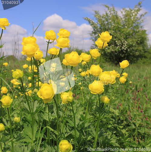 Image of Globeflower