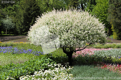 Image of Willow in the garden.