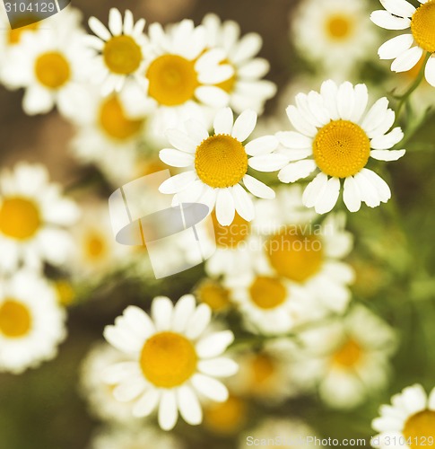 Image of Green grass and chamomiles