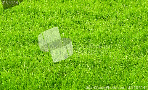 Image of green grass background