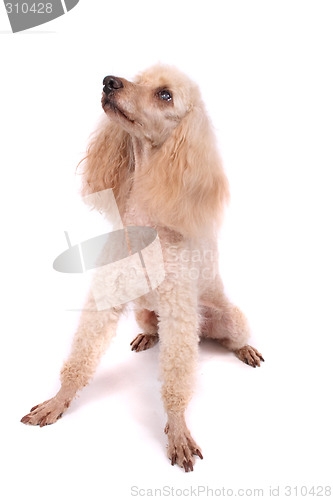 Image of dog