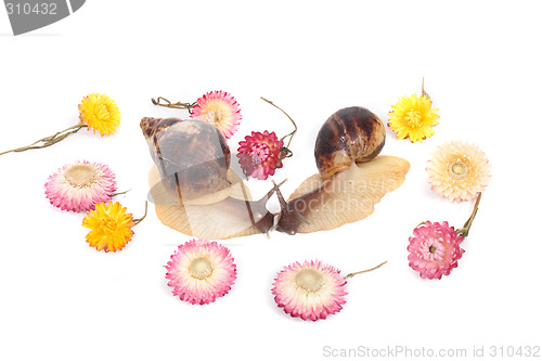 Image of snails