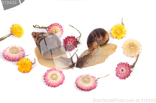 Image of snails