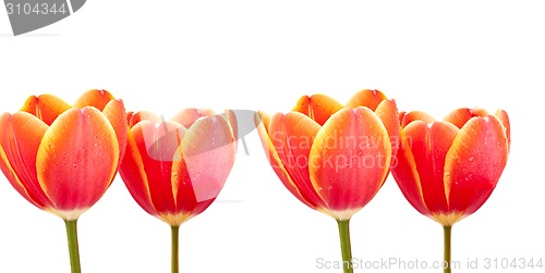 Image of red tulips with water drops