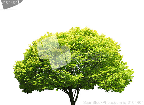 Image of Tree isolated against a white background