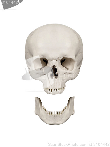 Image of human scull isolated
