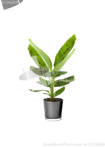 Image of Ornamental Plants over white background