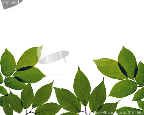 Image of green leaves on white background