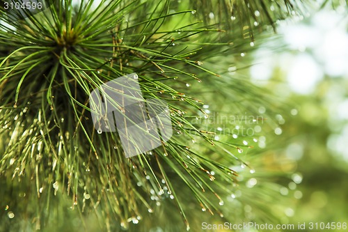 Image of Pine tree