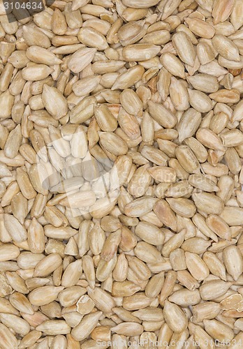 Image of Sunflower Seeds Texture As Background.